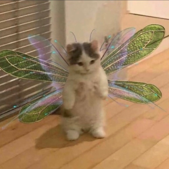 Meet your Posher, Priscilla - Picture 1 of 1